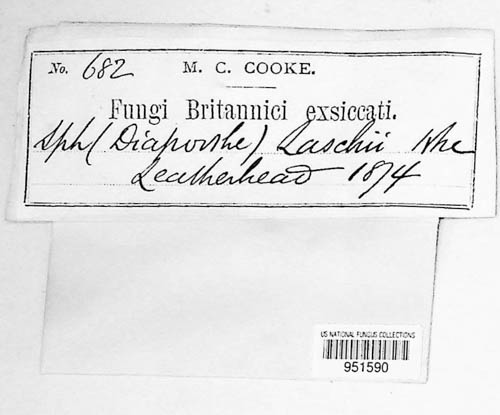 Diaporthe laschii image